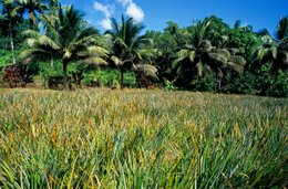Agriculture;-Coconut-palms;-Comoros-Archipelago;-Crop;-Field;-France;-Indian-Ocean;-Kaleidos;-Kaleidos-images;-La-parole-à-limage;-Laurent-Abad;-Mayotte;-Pineapple;-Stories-Pictures;-Vegetation